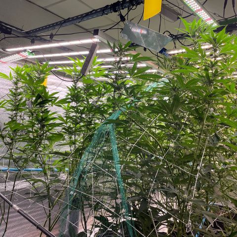 Deluxe sugarcane growlog timeline photo