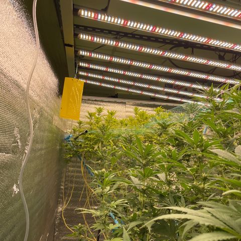 Deluxe sugarcane growlog timeline photo