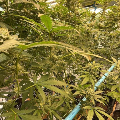 Deluxe sugarcane growlog timeline photo