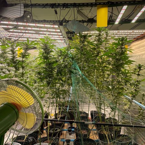 Deluxe sugarcane growlog timeline photo
