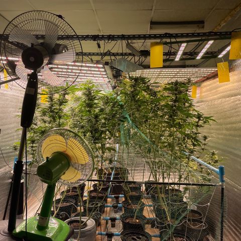 Deluxe sugarcane growlog timeline photo
