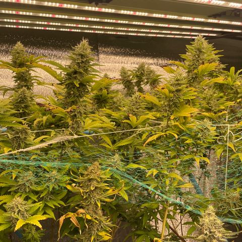 Deluxe sugarcane growlog timeline photo