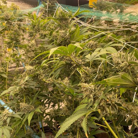 Deluxe sugarcane growlog timeline photo