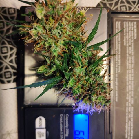OG KUSH AUTO Sensi Seed growlog timeline photo