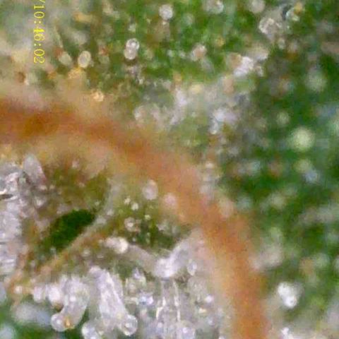 OG KUSH AUTO Sensi Seed growlog timeline photo