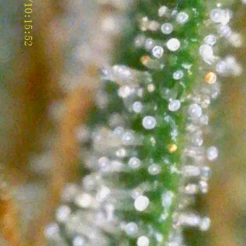 OG KUSH AUTO Sensi Seed growlog timeline photo