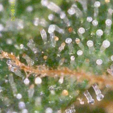 OG KUSH AUTO Sensi Seed growlog timeline photo