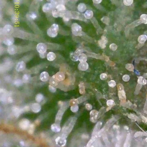 OG KUSH AUTO Sensi Seed growlog timeline photo