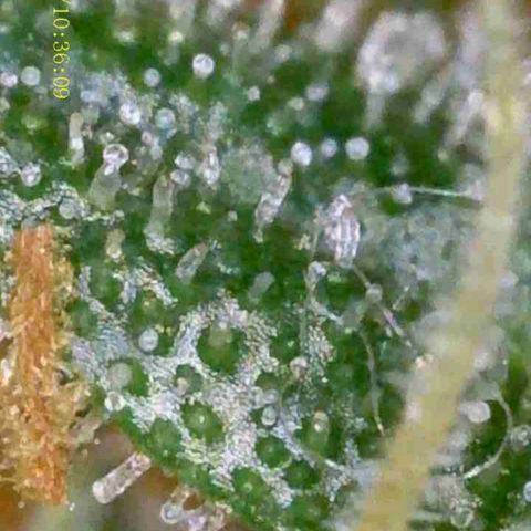OG KUSH AUTO Sensi Seed growlog timeline photo