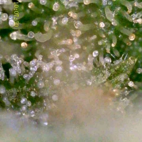 OG KUSH AUTO Sensi Seed growlog timeline photo