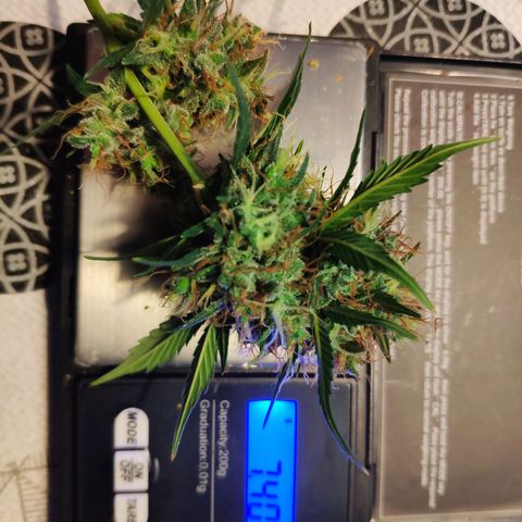 OG KUSH AUTO Sensi Seed growlog timeline photo