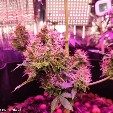 OG KUSH AUTO Sensi Seed growlog timeline photo