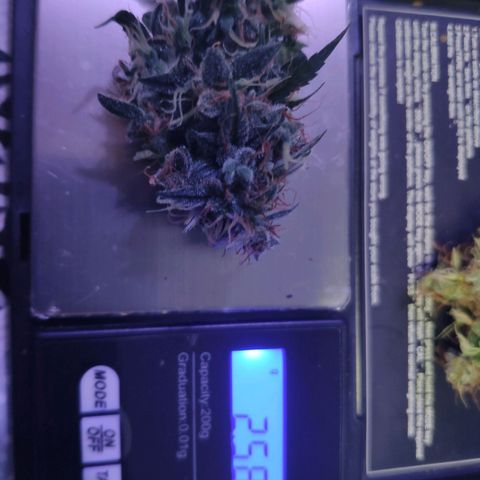 OG KUSH AUTO Sensi Seed growlog timeline photo