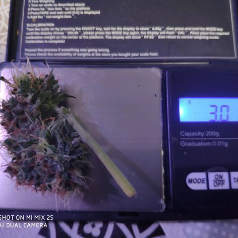 OG KUSH AUTO Sensi Seed growlog timeline photo