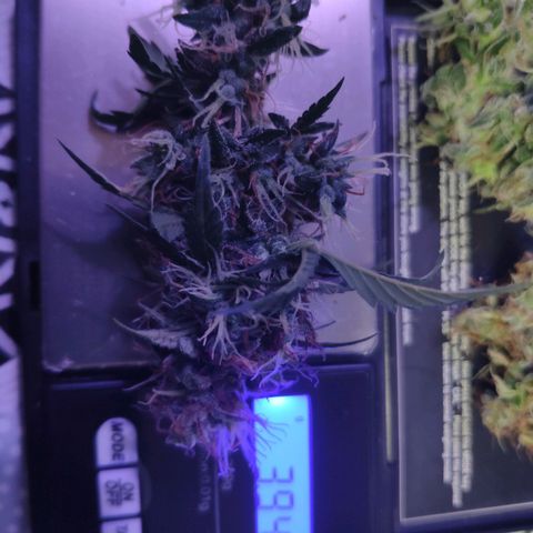 OG KUSH AUTO Sensi Seed growlog timeline photo