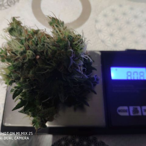 OG KUSH AUTO Sensi Seed growlog photo: Dernière récolte avec 40%br
