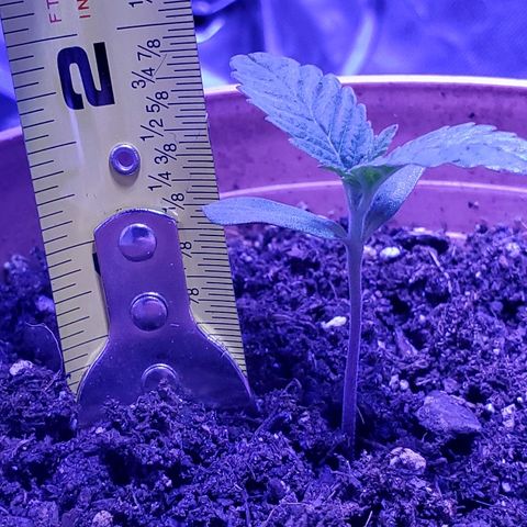 Anniversarweed growlog timeline photo