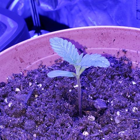 Anniversarweed growlog timeline photo