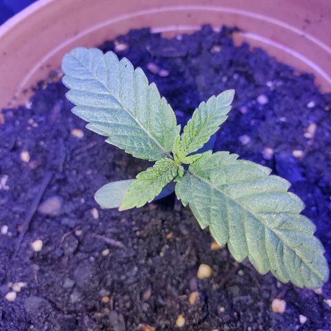 Anniversarweed growlog timeline photo