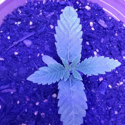 Anniversarweed growlog timeline photo