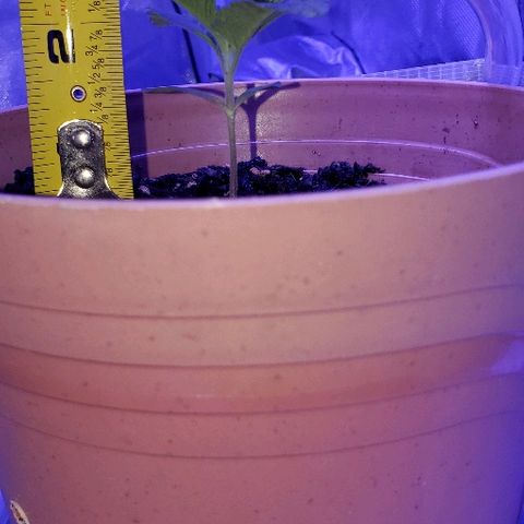 Anniversarweed growlog timeline photo
