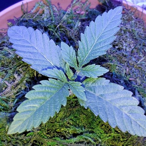Anniversarweed growlog timeline photo
