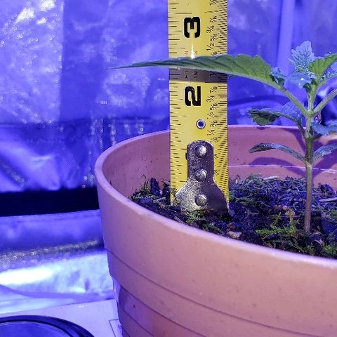 Anniversarweed growlog timeline photo