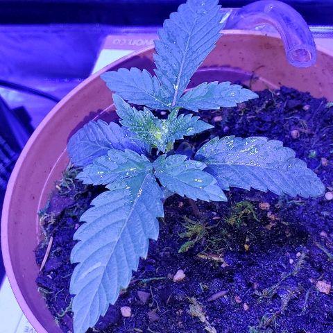 Anniversarweed growlog timeline photo