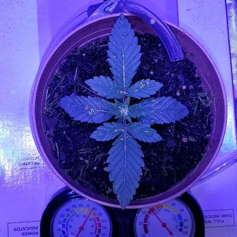 Anniversarweed growlog timeline photo