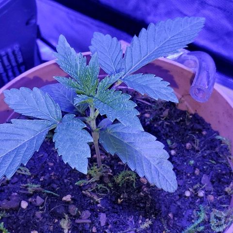 Anniversarweed growlog timeline photo