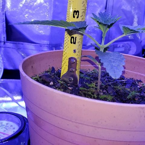 Anniversarweed growlog timeline photo