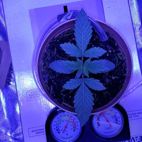 Anniversarweed growlog timeline photo