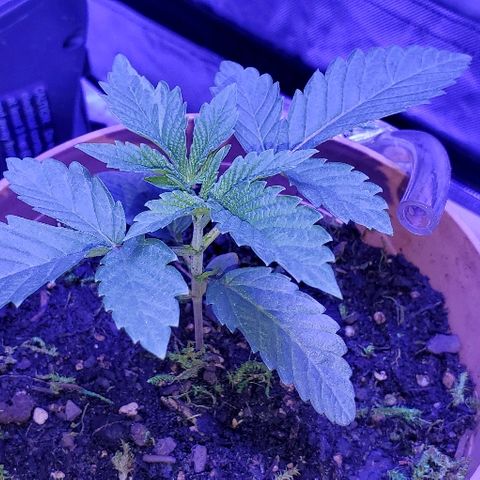 Anniversarweed growlog timeline photo