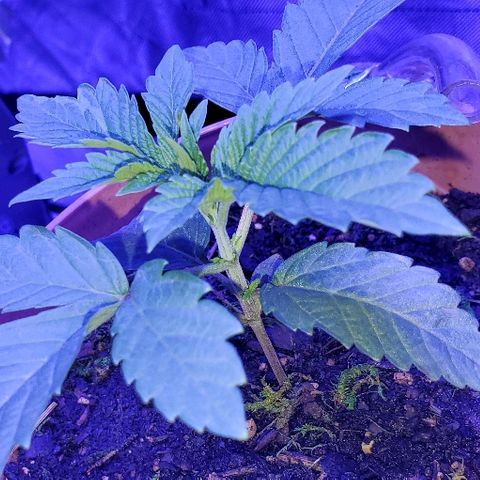 Anniversarweed growlog timeline photo