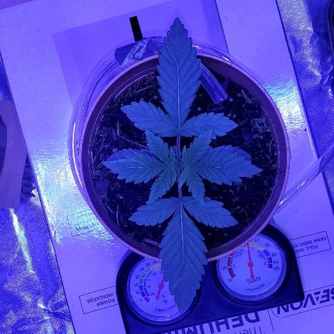 Anniversarweed growlog timeline photo
