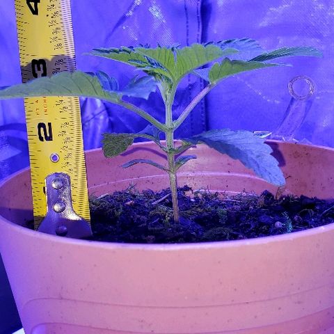 Anniversarweed growlog timeline photo
