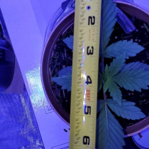 Anniversarweed growlog timeline photo