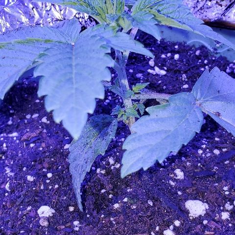 Anniversarweed growlog timeline photo