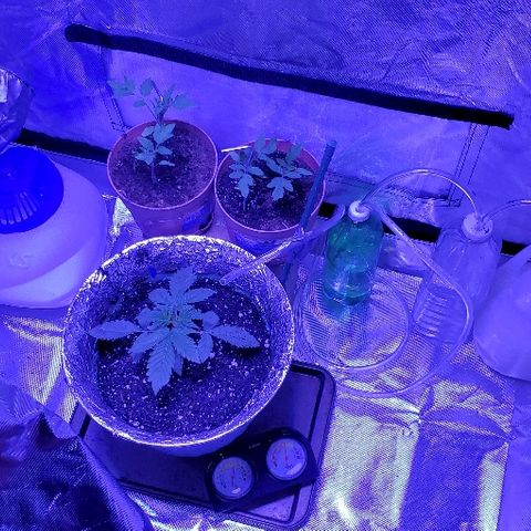 Anniversarweed growlog timeline photo