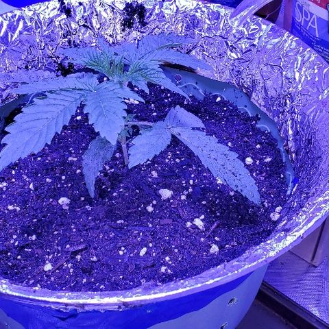 Anniversarweed growlog timeline photo