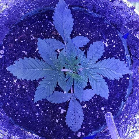 Anniversarweed growlog timeline photo