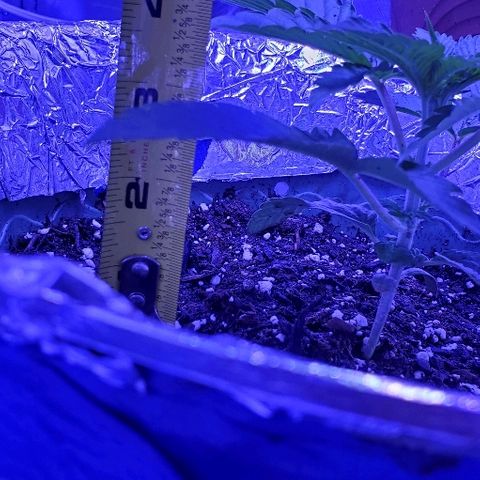 Anniversarweed growlog timeline photo