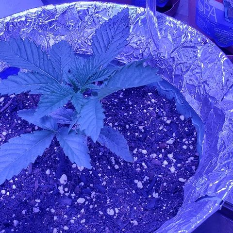 Anniversarweed growlog timeline photo