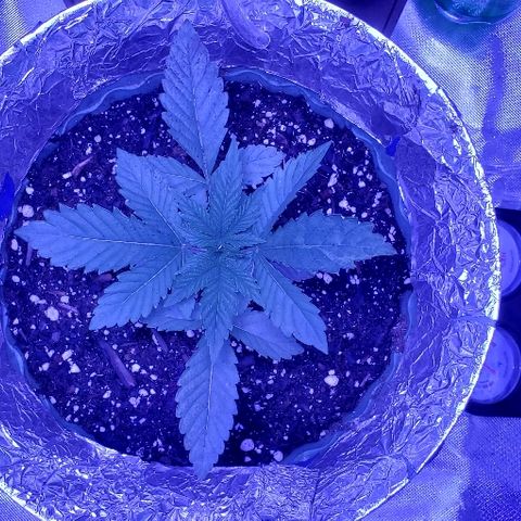 Anniversarweed growlog timeline photo