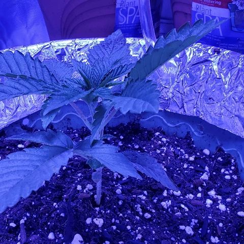 Anniversarweed growlog timeline photo
