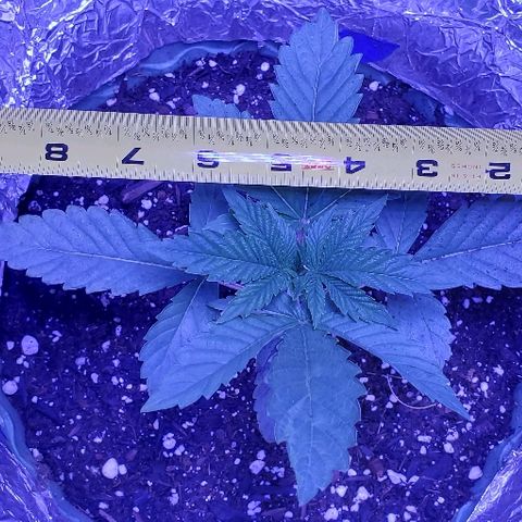 Anniversarweed growlog timeline photo