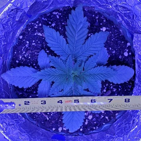 Anniversarweed growlog timeline photo