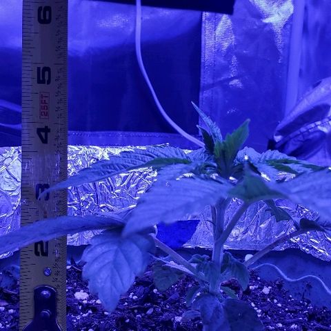 Anniversarweed growlog timeline photo