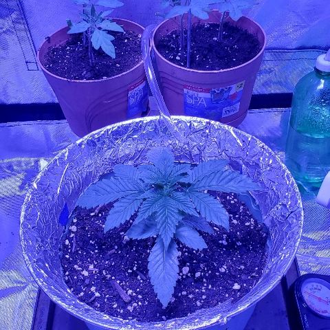 Anniversarweed growlog timeline photo