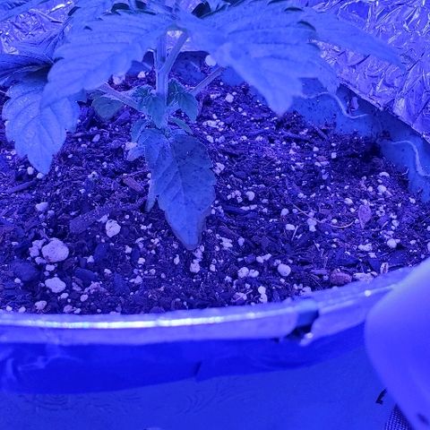 Anniversarweed growlog timeline photo